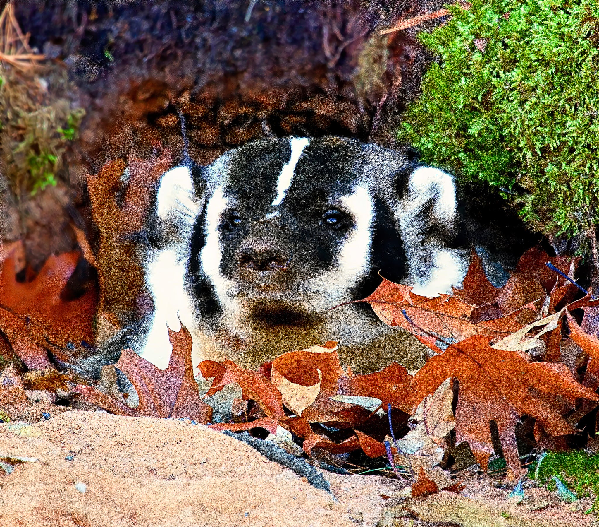 Wisconsin Badger Fine Art Print