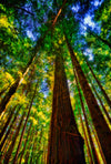 Douglas Fir Trees - Olympic National Park, Washington