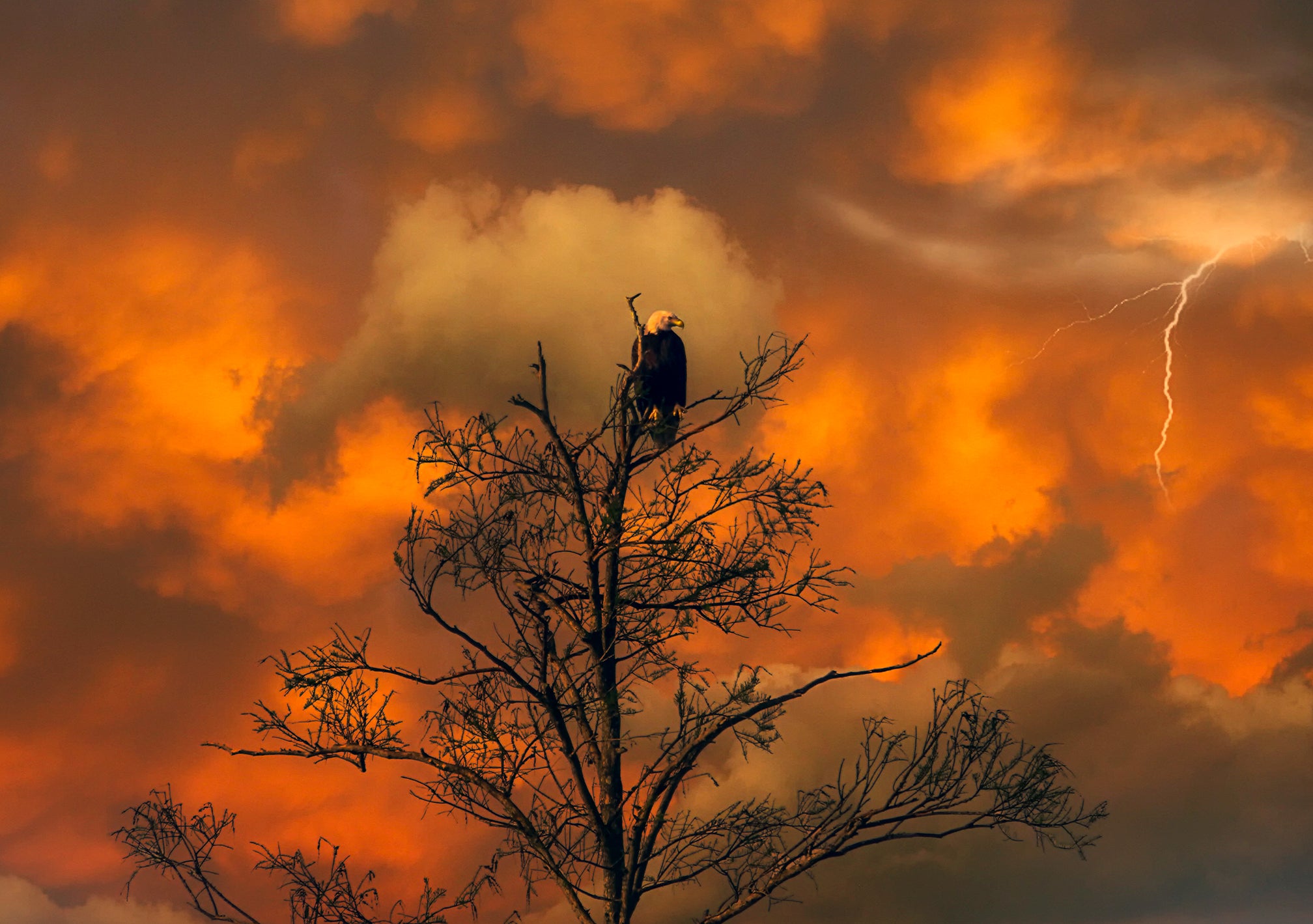 American Bald Eagle with Threatening skies over Florida