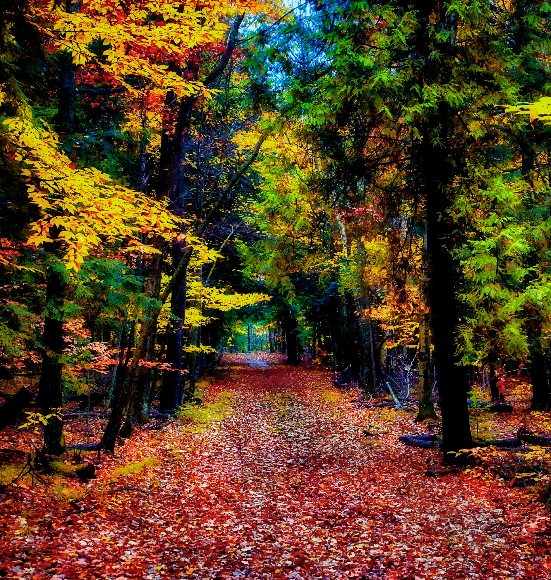 Peninsula State Park Fall Foliage. Door County Wisconsin