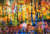 Abstracted Fall Foliage - Devils Lake, Wisconsin