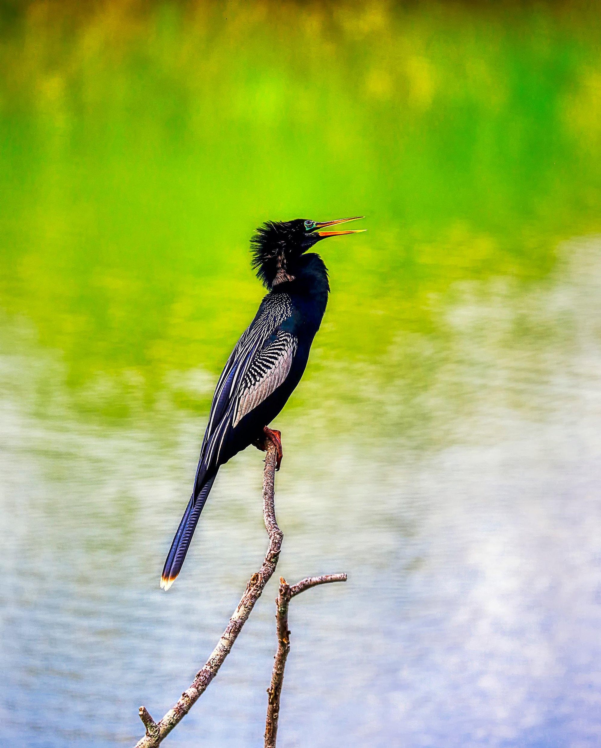 Anhinga on a branch Photograph Bob Hundt Photography 