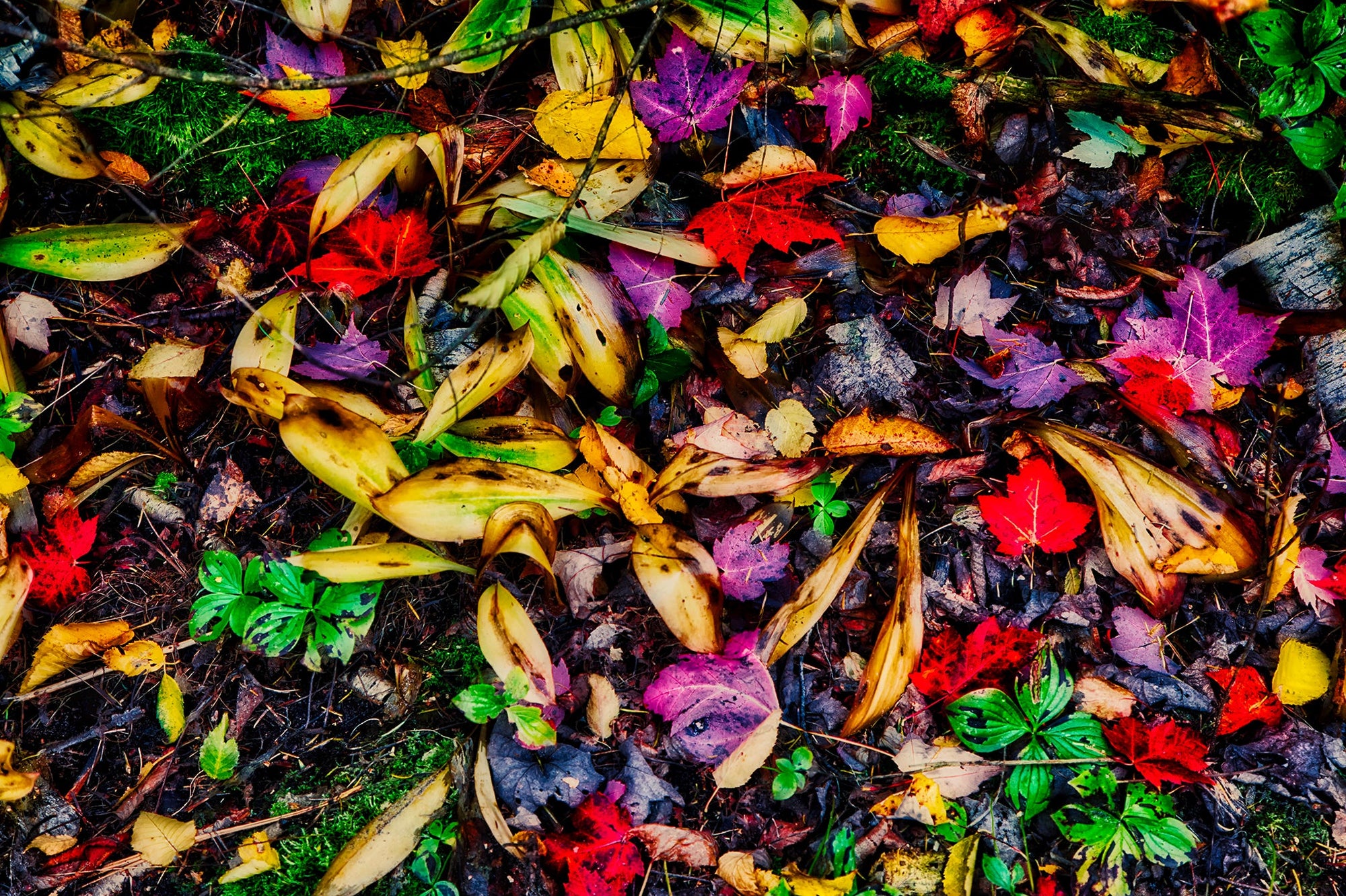 Apostle Islands Ground Cover Photograph Bob Hundt Photography 