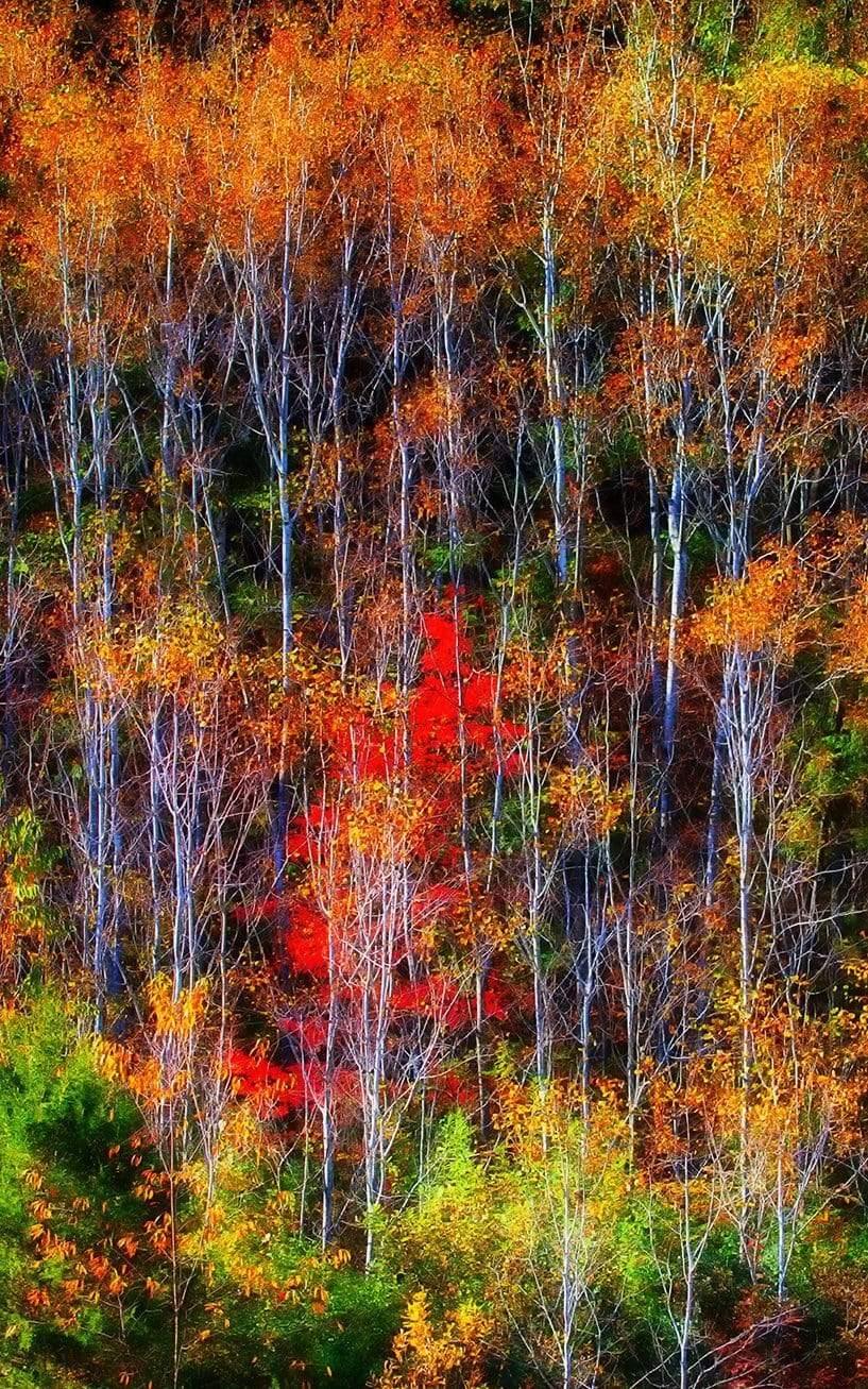 Aspens - Governor Dodge State Park, Wisconsin Photograph Bob Hundt Photography 