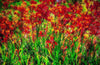 Barossa Valley Flowers. South Australia Photograph Bob Hundt Photography 