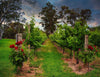 Barossa Valley Roses & Grapevines. South Australia Photograph Bob Hundt Photography 