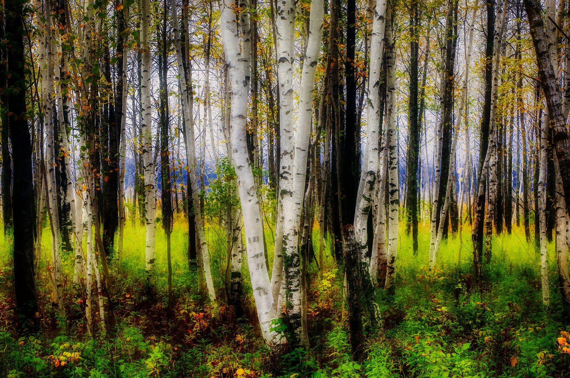 Birch Trees 1 - Superior Wisconsin Photograph Bob Hundt Photography 