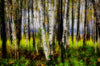 Birch Trees 1 - Superior Wisconsin Photograph Bob Hundt Photography 