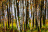 Birch Trees 2 - Superior Wisconsin Photograph Bob Hundt Photography 