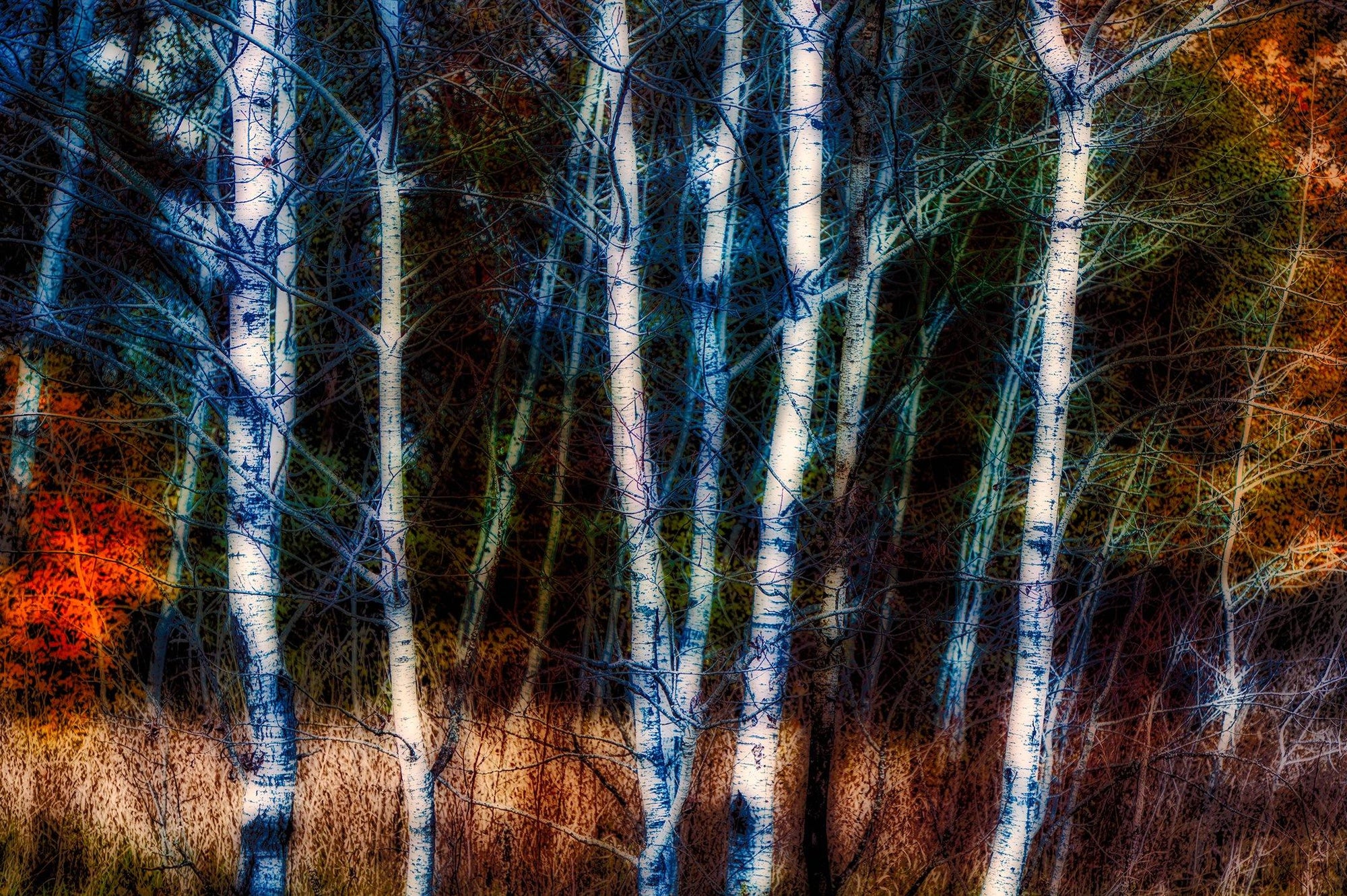 Birch Trees - Kettle Moraine South State Forest Wisconsin Photograph Bob Hundt Photography 
