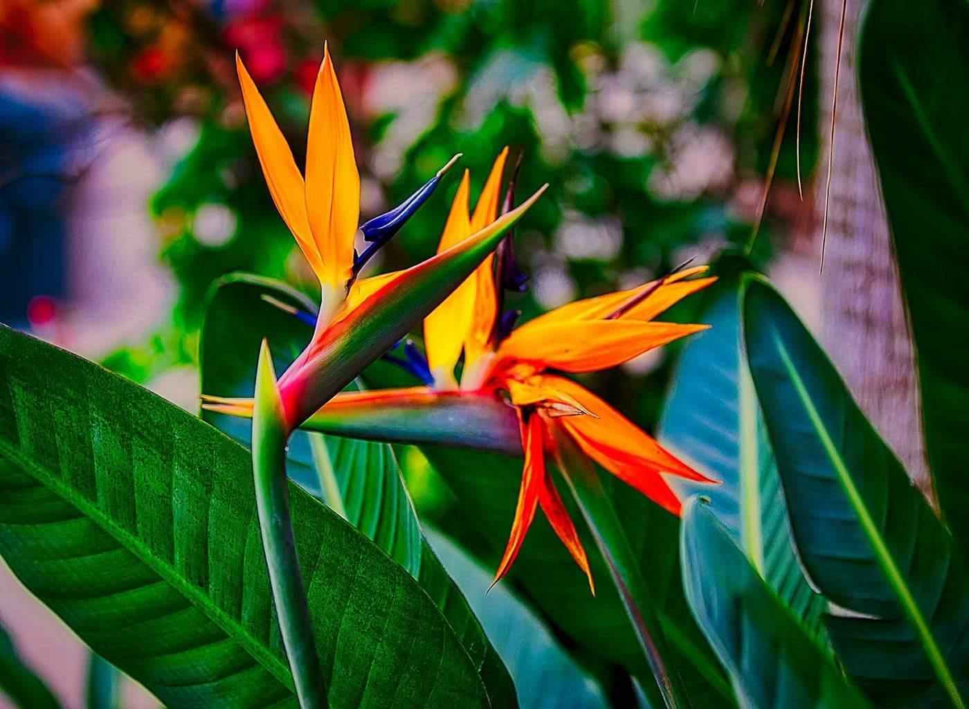 Bird of Paradise, Tampa Bay Zoo, Florida Photograph Bob Hundt Photography 