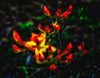 Blooming Flowers with Dark Contrast Photograph Bob Hundt Photography 