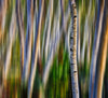 Blurred Birch Forest - Abstract Photography Photograph Bob Hundt Photography 