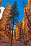 Canyon Trail 5 - Bryce Canyon National Park, Utah Photograph Bob Hundt Photography 