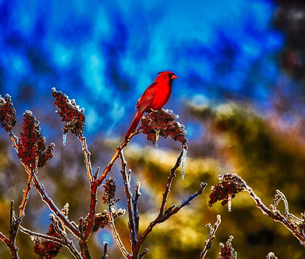 Cardinals and Icicles Photograph Bob Hundt Photography 