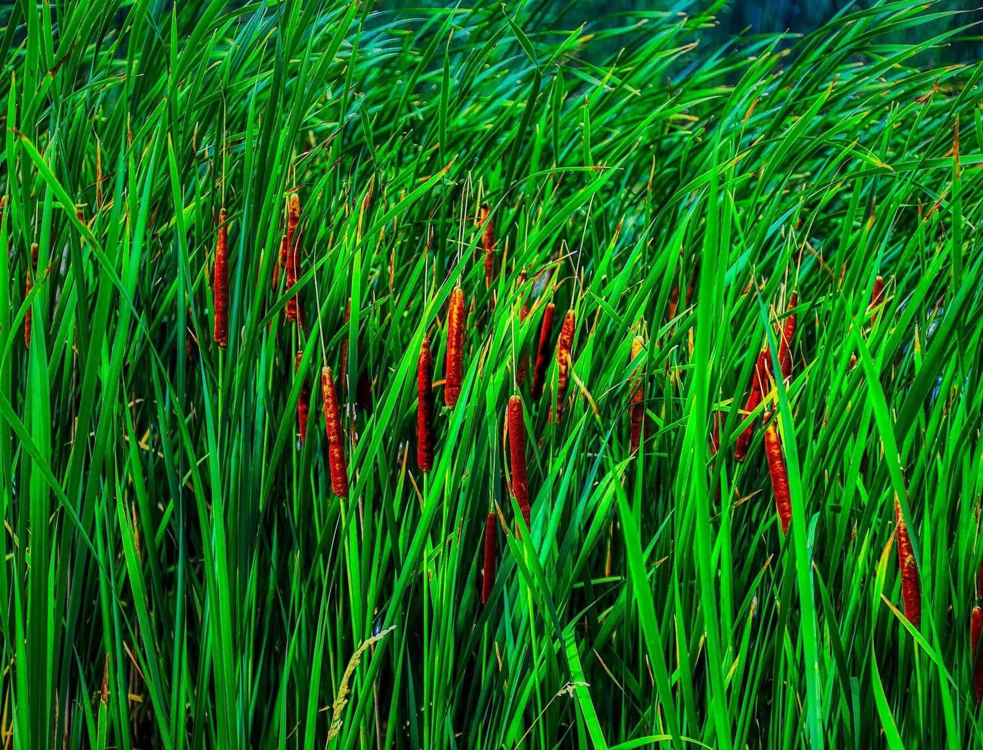 Cattails Photograph Bob Hundt Photography 