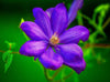 Clematis Flower Photograph Bob Hundt Photography 