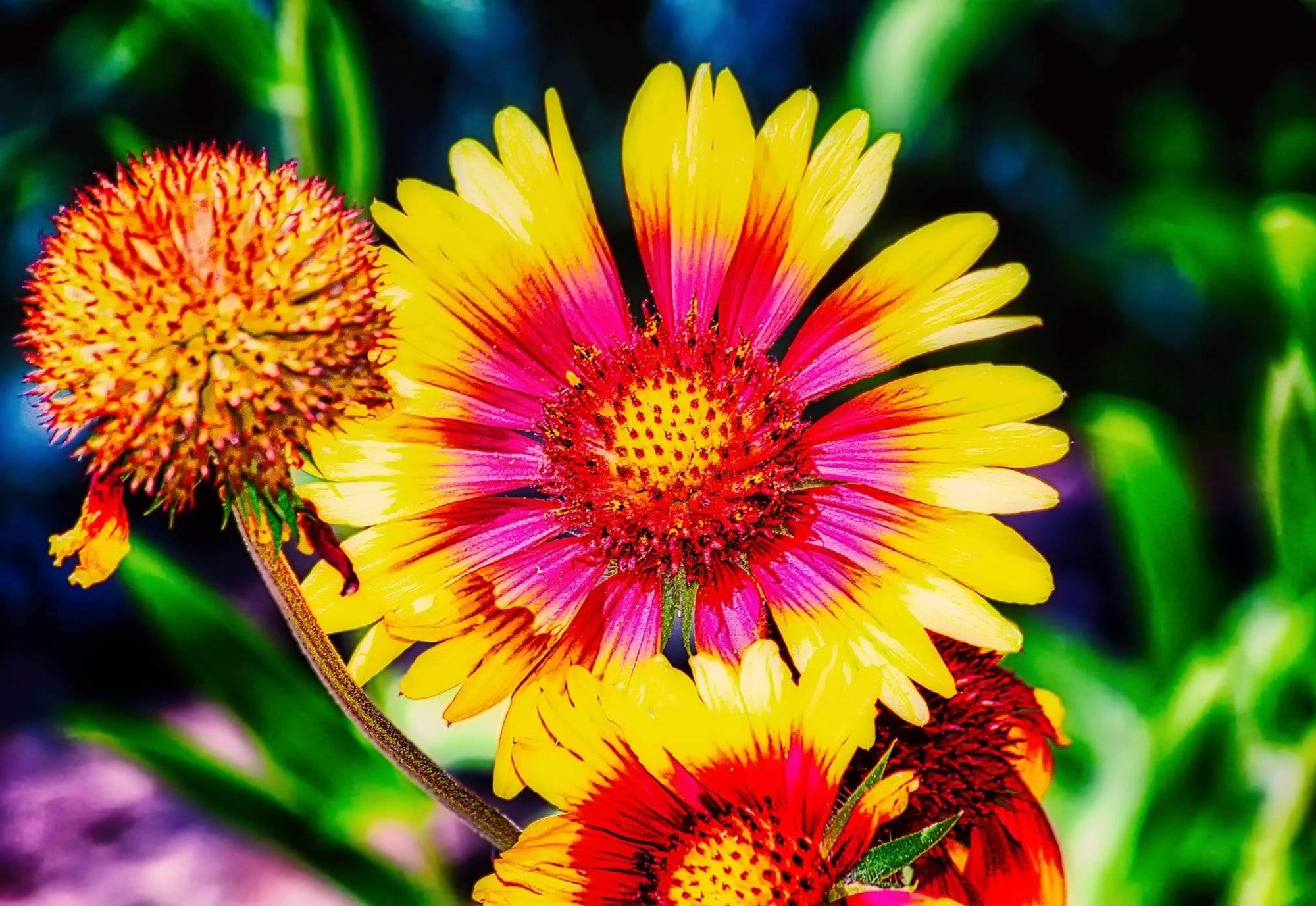 Colorado Wildflowers Photograph Bob Hundt Photography 