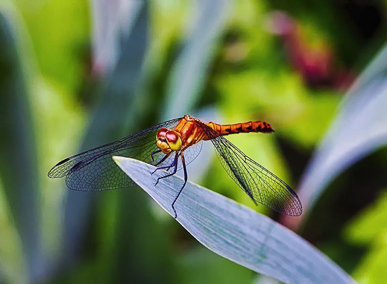Dragonfly