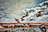 Ducks and Geese in Port Washington, Wisconsin Photograph Bob Hundt Photography 