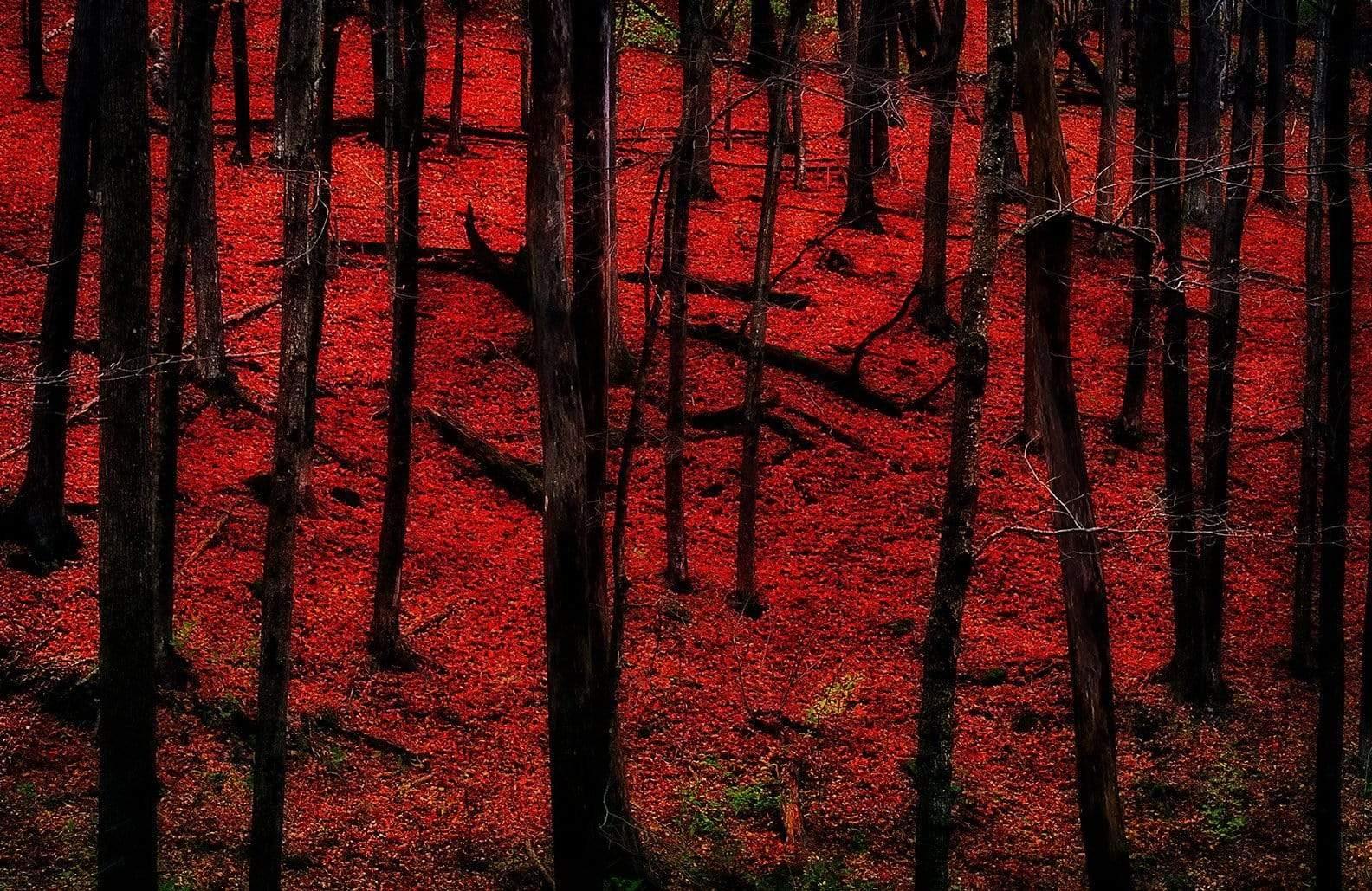 Fallen Maple Leaves, Rural Wisconsin Photograph Bob Hundt Photography 