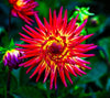 Flower burst 2 Photograph Bob Hundt Photography 