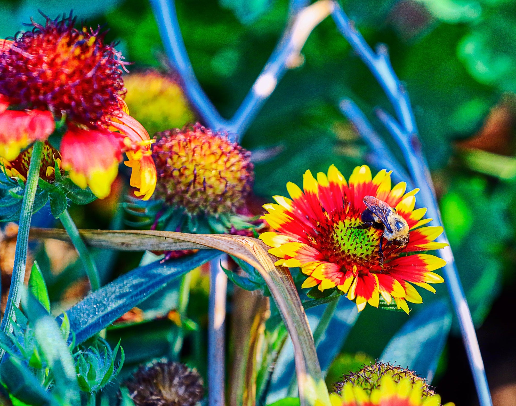 Flowers and Bee Photograph Bob Hundt Photography 