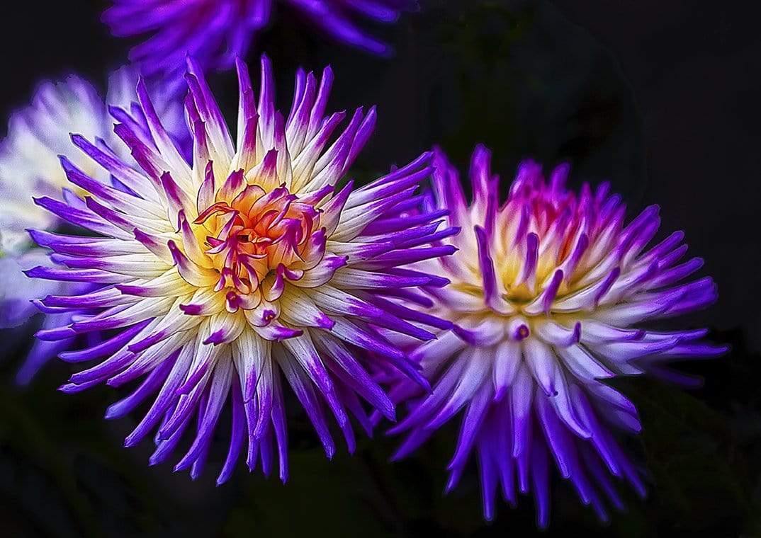 Flowers and Fireworks Photograph Bob Hundt Photography 