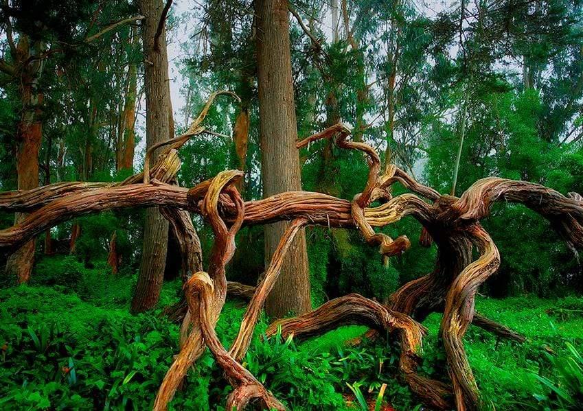 Golden Gate Branches - Golden Gate Park, San Francisco, California Photograph Bob Hundt Photography 