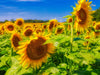 Kansas City Sunflower 1 Photograph Bob Hundt Photography 