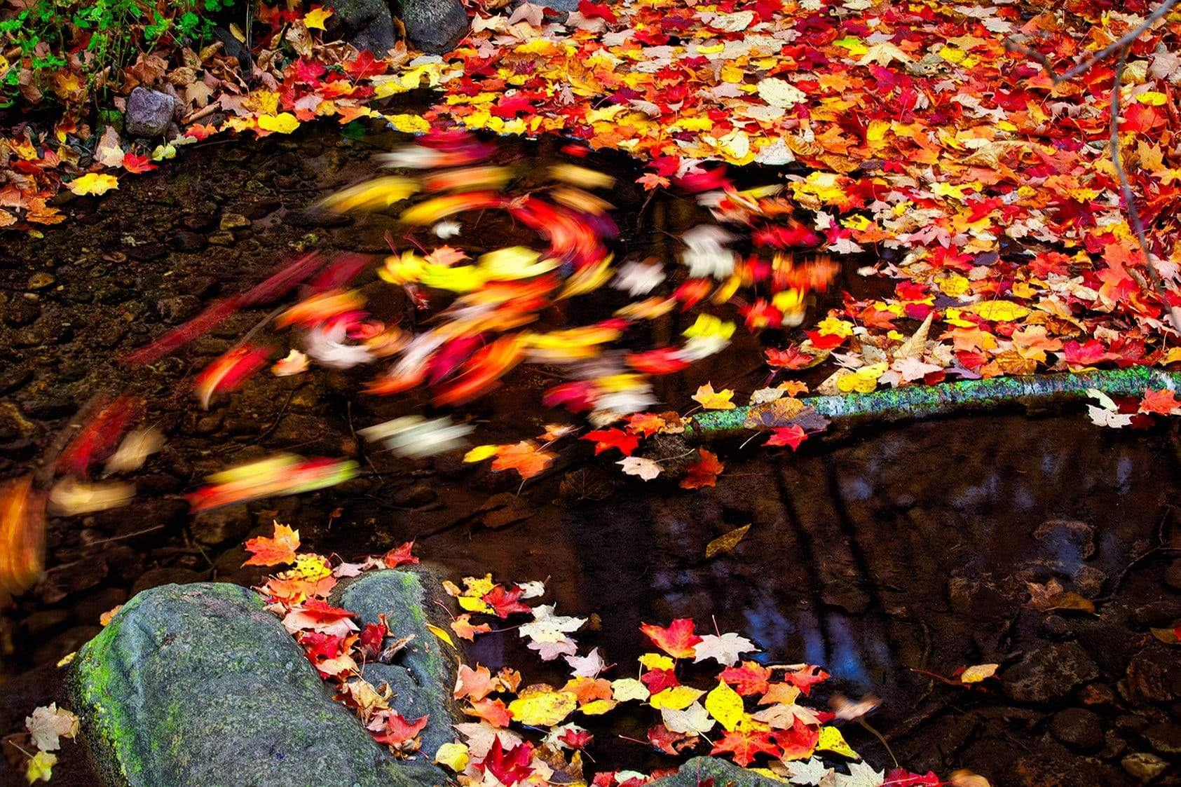 Leaves in Motion - Devils Lake Wisconsin Photograph Bob Hundt Photography 