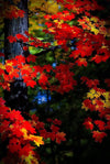 Maple Leaves - Sturgeon Bay Photograph Bob Hundt Photography 