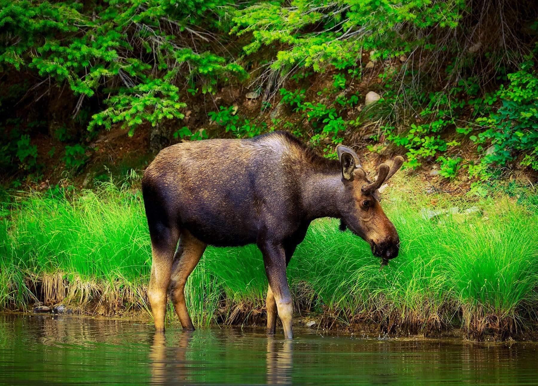 Moose 2 - Glacier National Park, Montana (U.S.A.) Photograph Bob Hundt Photography 