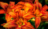 Multiple Orange Daylilies Photograph Bob Hundt Photography 
