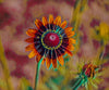 Paisly Flower Photograph Bob Hundt Photography 