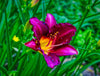 Purple Wild Iris Photograph Bob Hundt Photography 