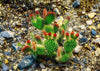 Red Rock National Park, Blooming Cacti 1, Arizona Photograph Bob Hundt Photography 