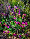 Red Rock National Park. Wild Purple Flowers, Nevada Photograph Bob Hundt Photography 