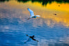 Reflections of an Egret Photograph Bob Hundt Photography 