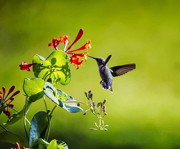 Ruby Throated Hummingbird - Wisconsin Photograph Bob Hundt Photography 