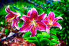 Star Lilies Photograph Bob Hundt Photography 