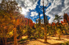Sunburst - Bryce Canyon National Park, Utah Photograph Bob Hundt Photography 