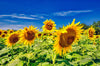 Sunflowers of Kansas 5 Photograph Bob Hundt Photography 