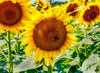 Sunflowers of Kansas 8 Photograph Bob Hundt Photography 