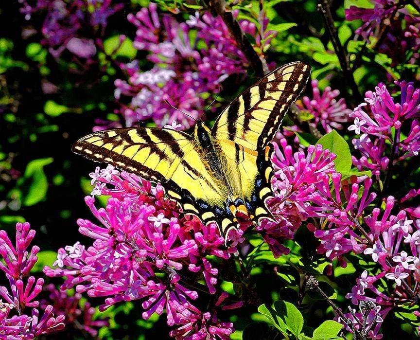 Swallowtail Butterfly - Bayfield Wisconsin Photograph Bob Hundt Photography 