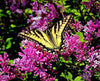Swallowtail Butterfly - Bayfield Wisconsin Photograph Bob Hundt Photography 