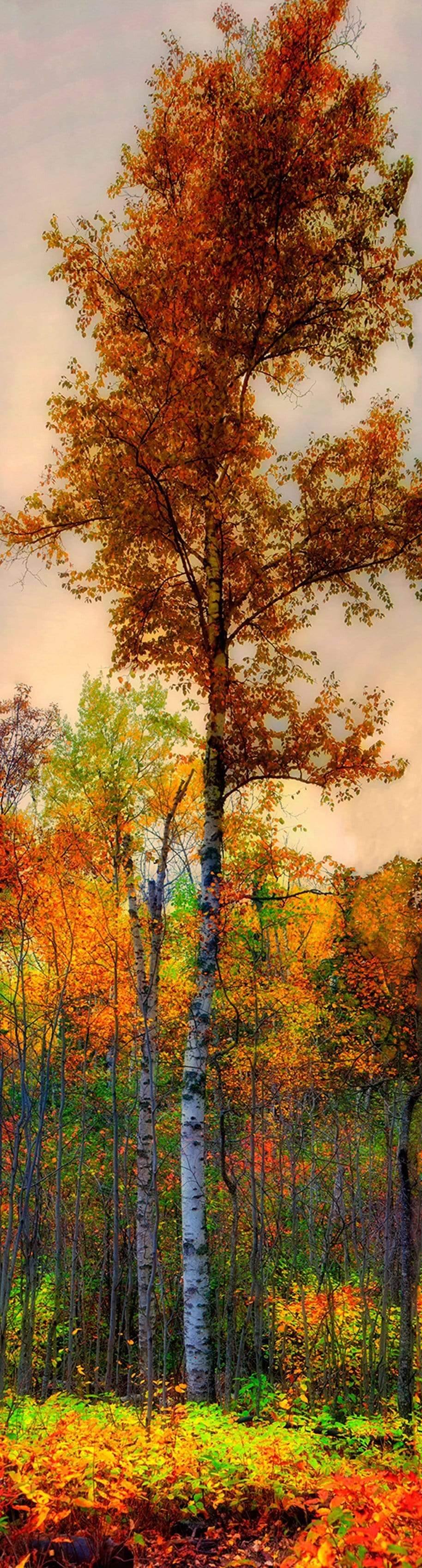 The Big Birch Tree - Superior Trail, Minnesota Photograph Bob Hundt Photography 