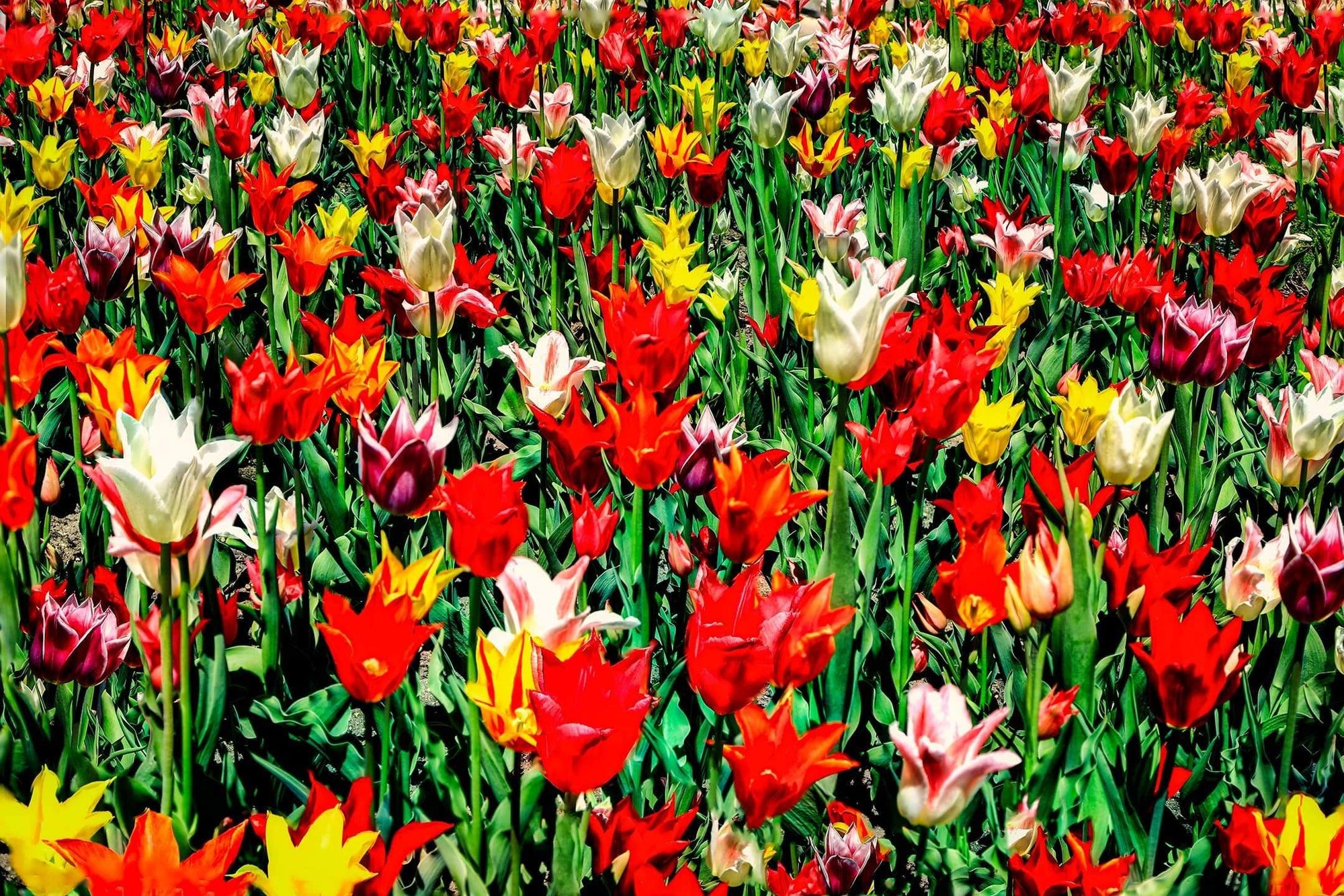Tulips University Wisconsin Madison Photograph Bob Hundt Photography 