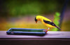 Tweeting Bird - American Goldfinch on iPhone Photograph Bob Hundt Photography 