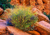 Wildflowers Valley of Fire State Park, Nevada Photograph Bob Hundt Photography 